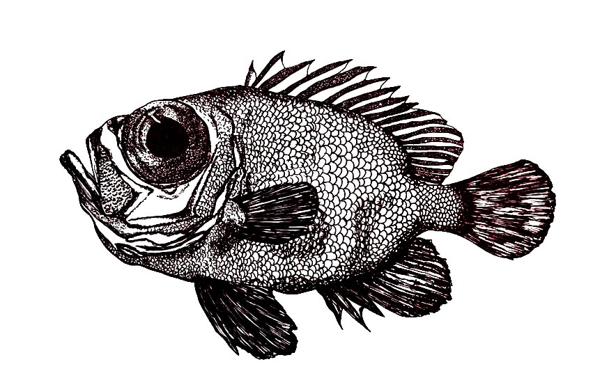 Fauna marina